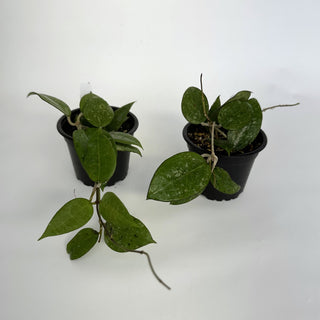 Hoya sp. Anjuk Ladang (MA35)