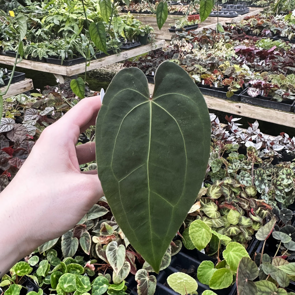Anthurium 'Zara' x papillilaminum (Ree Garden)