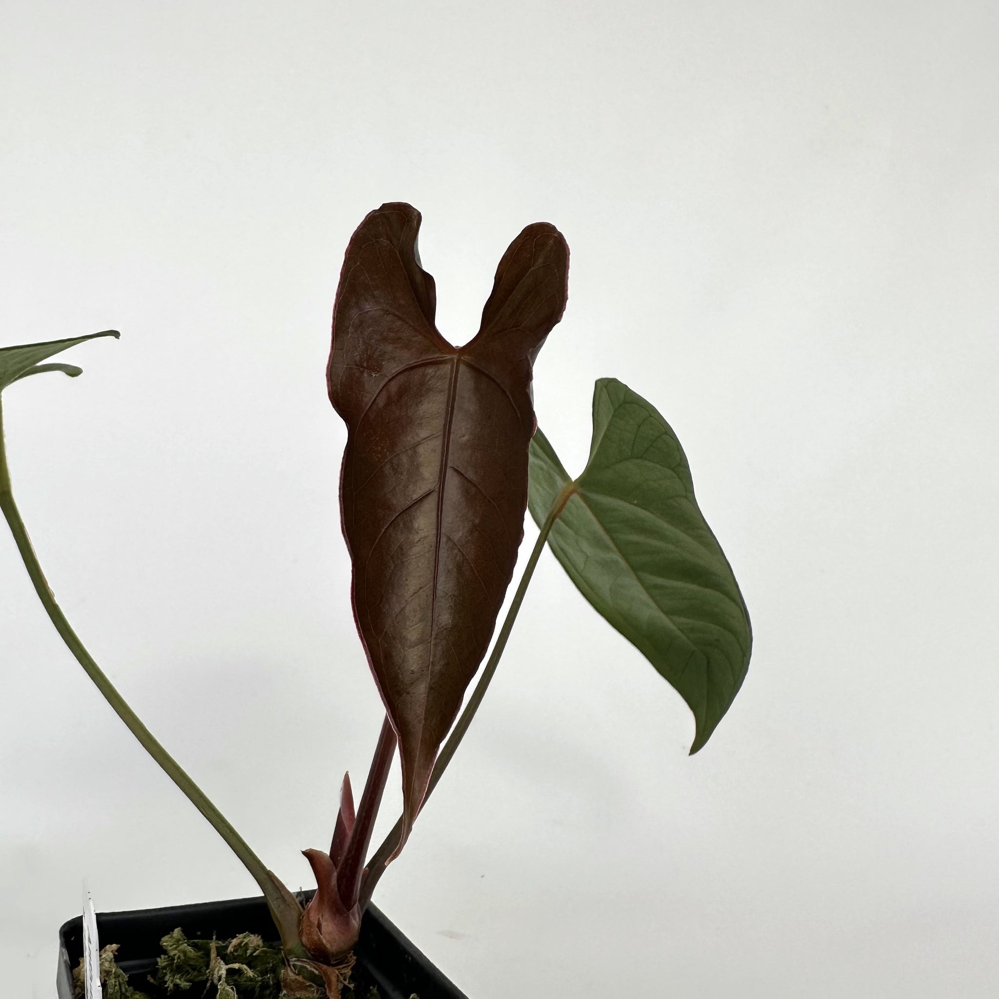 Anthurium magnificum/forgetii x nigrolaminum 'Gigi'