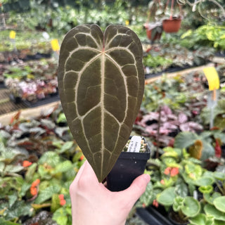Anthurium magnificum/forgetii x 'Wuhoo's First Night'