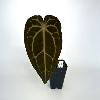 Anthurium magnificum/forgetii x 'Wuhoo's First Night'