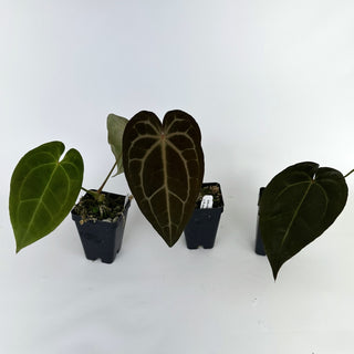 Anthurium magnificum/forgetii x 'Wuhoo's First Night'