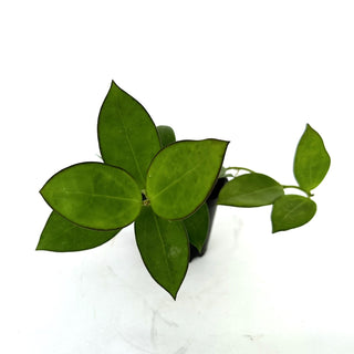 Hoya pachyclada x parasitica