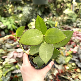 Hoya pachyclada x parasitica
