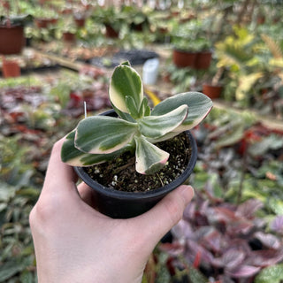Crassula argentea variegata
