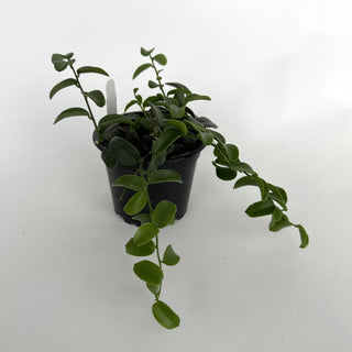 Xerosicyos perrieri