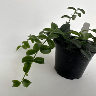 Xerosicyos perrieri