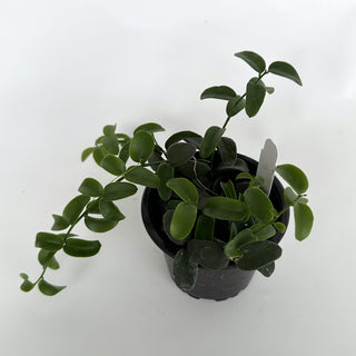 Xerosicyos perrieri