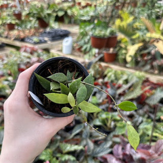 Hoya 'Elle'