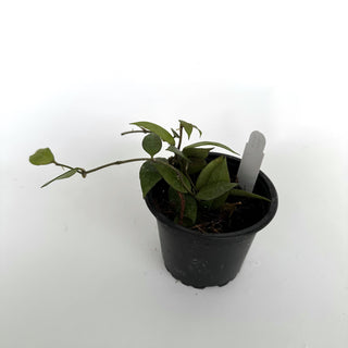 Hoya 'Elle'