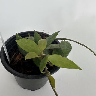 Hoya 'Elle'