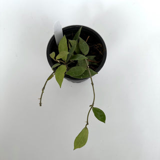 Hoya 'Elle'