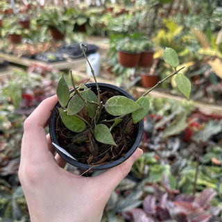 Hoya 'Rebecca'