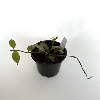 Hoya 'Rebecca'
