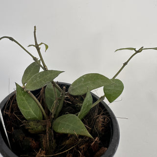 Hoya 'Rebecca'
