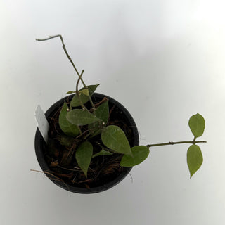 Hoya 'Rebecca'