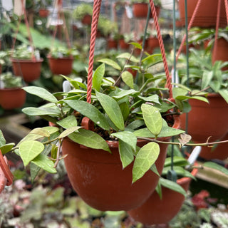 Hoya 'Rebecca'