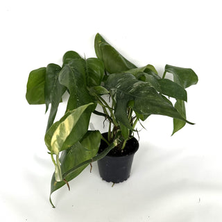 Epipremnum pinnatum albo-variegata (low color)