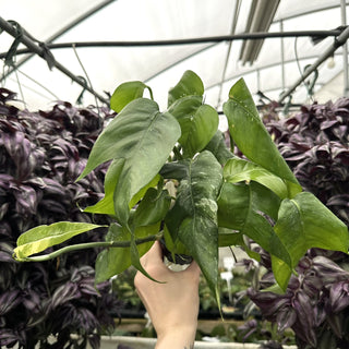 Epipremnum pinnatum albo-variegata (low color)