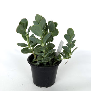 Kalanchoe marnierina