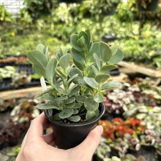Kalanchoe marnierina