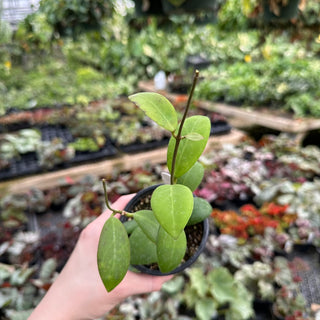 Hoya 'Mox 9'