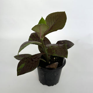 Euphorbia grantii var. rubra