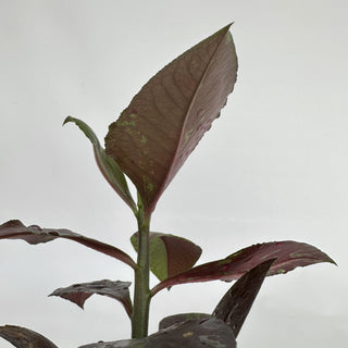 Euphorbia grantii var. rubra