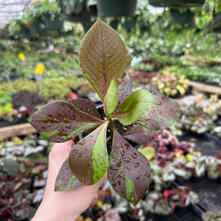 Euphorbia grantii var. rubra