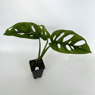 Monstera adansonii (TC)