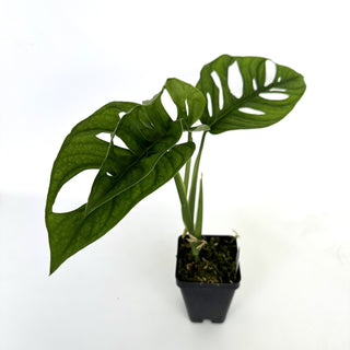Monstera adansonii (TC)
