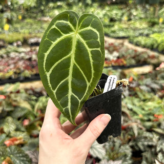 Anthurium crystallinum x papillilaminum