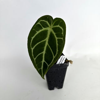Anthurium crystallinum x papillilaminum