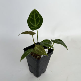 Anthurium crystallinum x papillilaminum