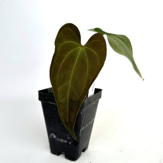 Anthurium crystallinum x papillilaminum