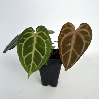 Anthurium magnificum/forgetii x ‘Zara’