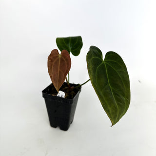 Anthurium magnificum/forgetii x ‘Zara’