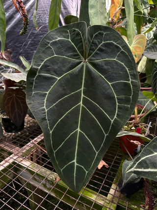 Anthurium magnificum/'Doc Block F2' x self - Seed Pack