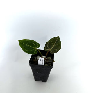 Anthurium crystallinum/magnificum x 'Zara'