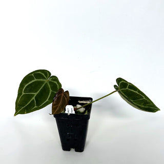 Anthurium crystallinum/magnificum x 'Zara'
