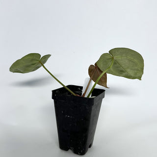 Anthurium crystallinum/magnificum x 'Zara'