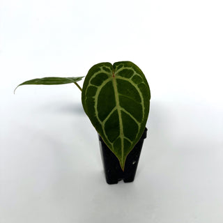 Anthurium crystallinum/magnificum x 'Zara'