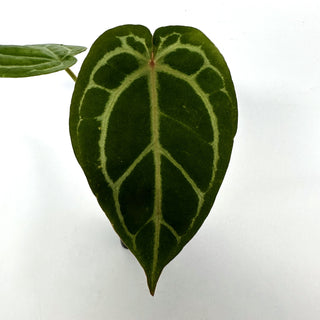 Anthurium crystallinum/magnificum x 'Zara'