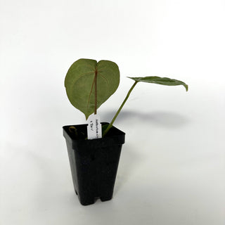 Anthurium crystallinum/magnificum x 'Zara'