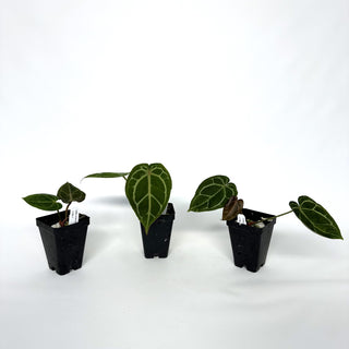 Anthurium crystallinum/magnificum x 'Zara'