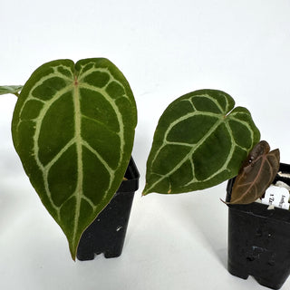 Anthurium crystallinum/magnificum x 'Zara'