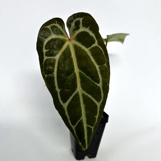 Anthurium 'Not The Mama'/forgetii x 'Doc Block F2'