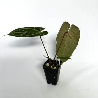 Anthurium 'Not The Mama'/forgetii x 'Doc Block F2'