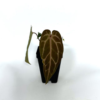 Anthurium 'Not The Mama'/forgetii x 'Doc Block F2'