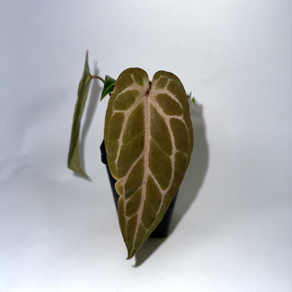 Anthurium 'Not The Mama'/forgetii x 'Doc Block F2'